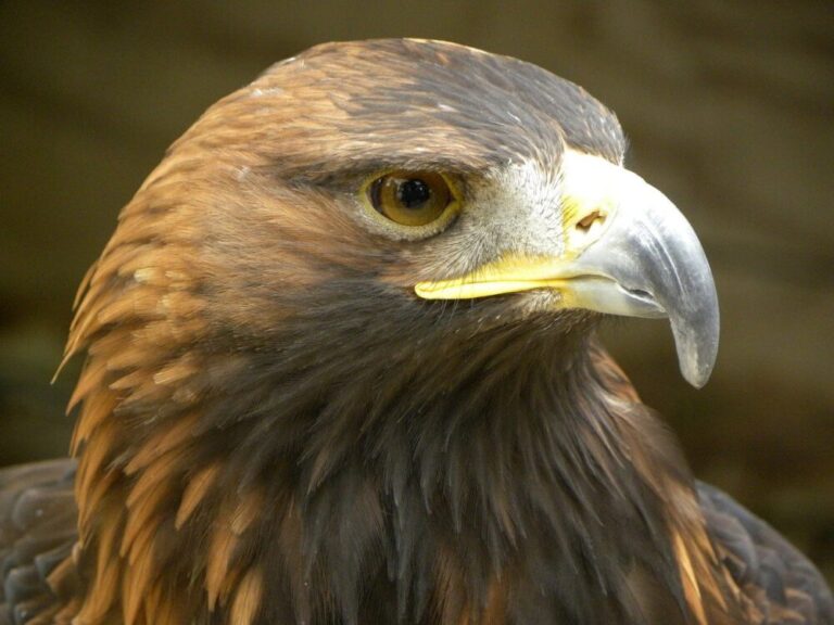 Águila irreal. JORGE SACHA